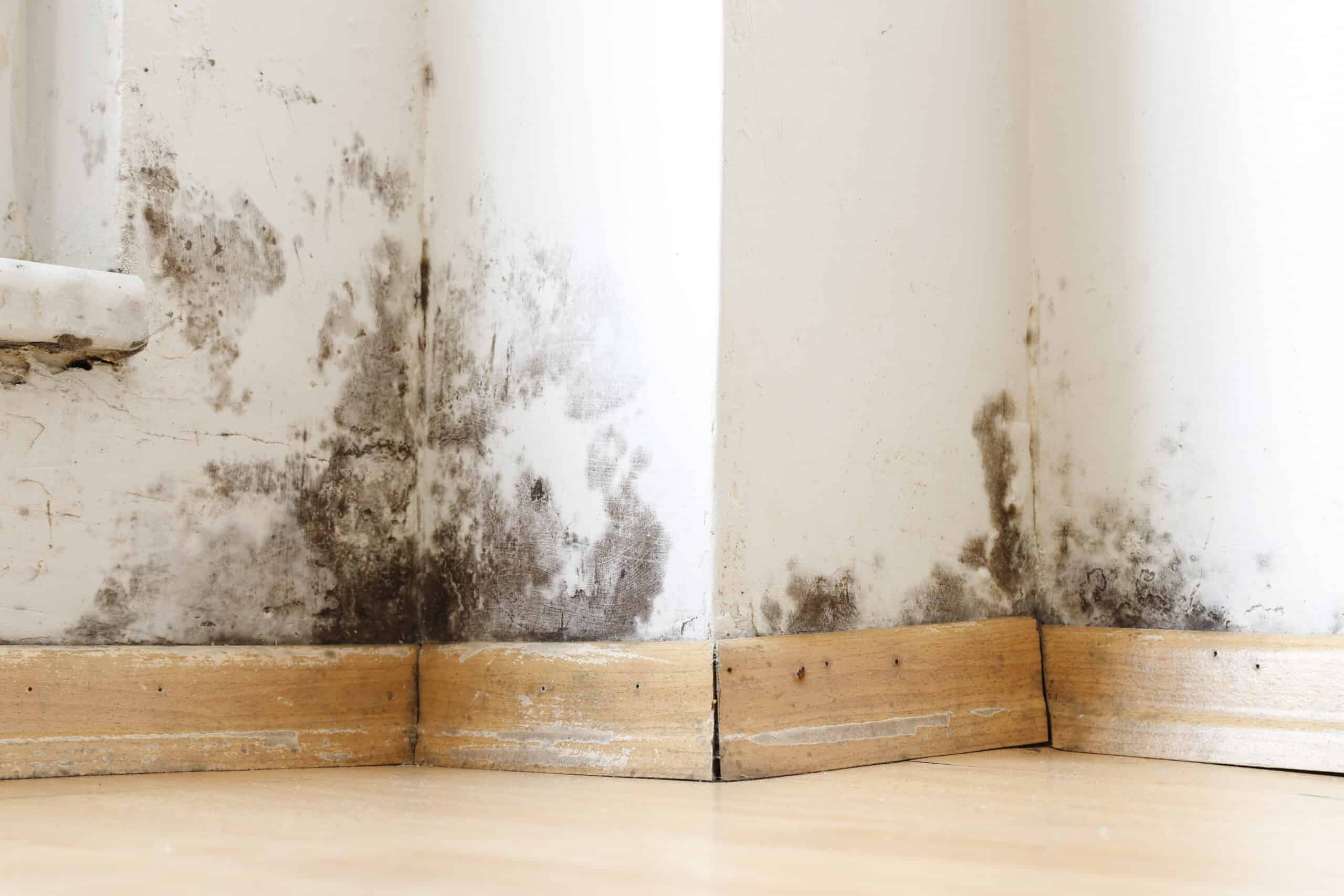 Mold after water damage